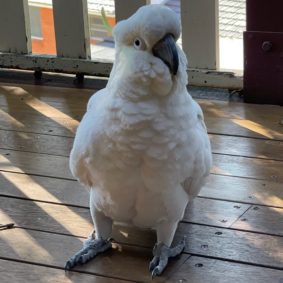 Meet your Posher, Deanne and Ruby πββ¬. - Picture 6 of 16